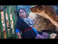 primitive girl build an egg house by tree bark to protect Dienonychus Raptor dais no xaum ntshai qe