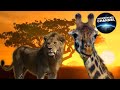 Download WILDLIFE IN SERENGETI - part 1 mp4 3gp mp3 videos - waplic