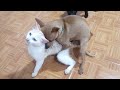 Small Dog Raping Cat in Heat by Force