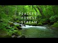 Peaceful Forest Stream -an hour of relaxation and renewal