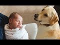 Dog Meeting Baby for the First Time Compilation