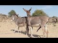 Equus Africanus Asinus: The Story of Domestic Donkeys