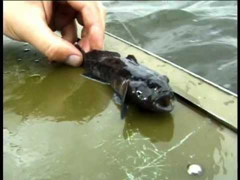ловля бичка видео ловля бичка видео