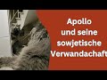 Katzen, Tauben und Osterhasen- woher Apollo seinen Akzent hat