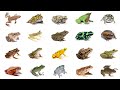 Types of Frogs | Learn Types of Frogs In English Language | Frog Species