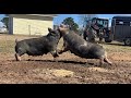 FIGHTING PIGS, This happens every time!  |  Raising Pigs On Pasture