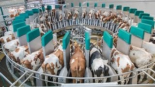 Intelligent Technology Smart Farming Automatic milking machine, Collecting Eggs, Feeding, Cleaning