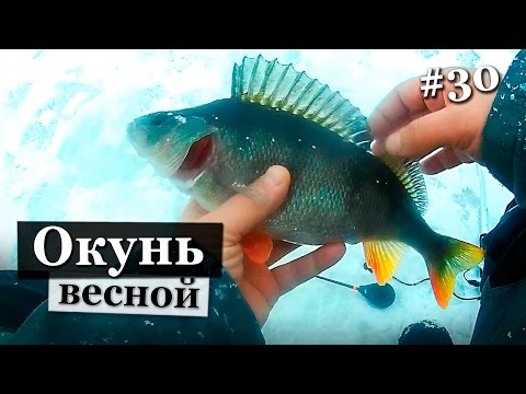 ловля крупного окуня в марте ловля крупного окуня на марте