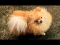 What are some common personality traits of Pomeranians?