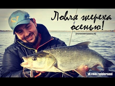 ловля жереха судака щуки снасти ловля жереха судака щуки снасти