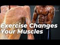 How Your Muscles Change With Exercise