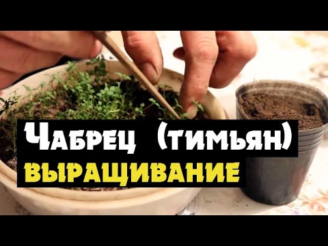 Чабер огородный выращивание из семян когда сажать 21