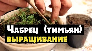 Как выращивать пряные травы на подоконниках - Dmastiers