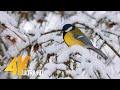 4K Songs Of Birds In Winter Nature Relax Video With Real Birds' Chirping