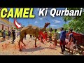 Dangerous Camel Ki Qurbani Hogai 🐪 !!