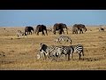 Download Masai Mara - safari adventure in a wildlife paradise - Predators, big herds and wildebeest migration mp4 3gp mp3 videos - waplic