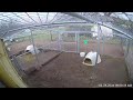 Growing Gardens Goat Dairy Live Stream
