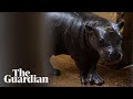 Endangered pygmy hippo born at Athens zoo