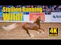 Scottsdale Arabian Horse Show Liberty Run 2022 Winning Stallion Bryzzo