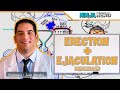 Male Reproductive System | Erection & Ejaculation