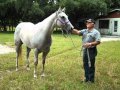 AQHA Grey Mare for sale