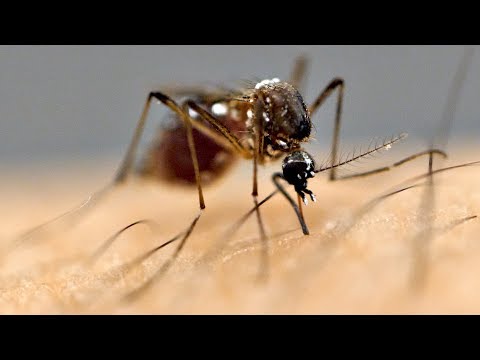 Why Are Mosquitoes Attracted To You 