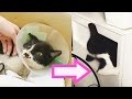 Download Rescuing the world's most annoying cat mp4 3gp mp3 videos - waplic