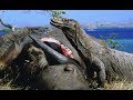 Download 코모도 왕도마뱀 엄청난 버팔로 사냥! komodo dragon vs buffalo hunting mp4 3gp mp3 videos - waplic