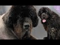 Compassionate Grooming: How a Haircut Can Bring Comfort to a Senior Newfoundland Dog