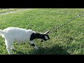 Teaching a Baby Goat to Walk on a Leash