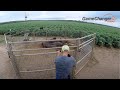 Trapping Wild Hogs on Farmer Fields / Wild Boar / Game Changer Traps / Best Hog Trap