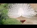 #The #peacock is #flying, the #white #peacock is #dancing and the #peacock is #speaking