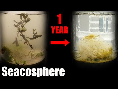 A Year Ago I Put Saltwater in a Jar This Happened Natural saltwater ecosphere 1 year update