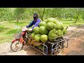Amazing Thai Jackfruit Farm! Jackfruit Harvesting Process! - Thailand Street Food