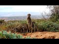 Meerkat Southafrica