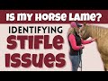 How to identify equine stifle issues