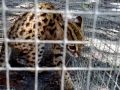 Download Leopard cat flat-headed cat kucing hutan