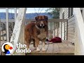 Sweet Dog Is Left Behind When Couple Breaks Up | The Dodo