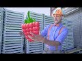 Download Blippi Raspberry Factory Tour | Learn Machines for Kids and FRUIT! mp4 3gp mp3 videos - waplic