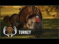 Turkey Call - Sound Only