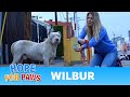 Download Homeless and abused, this Pit Bull didn't lose HOPE that something amazing will happen! mp4 3gp mp3 videos - waplic