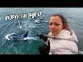Whale Watching in Monterey Bay, CA (killer whales & humpbacks!)
