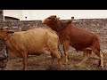 Bull breeding cow meeting | cow mating | animals meeting