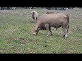 Bull pasture walk and talk!