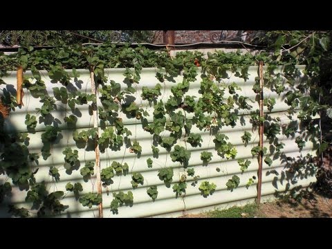 Вертикальная клубника выращивание 26