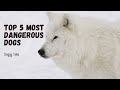 Top 5 Most Dangerous Dogs | Fearless Dog Breeds #doglover #dogs