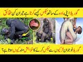 Most Amazing And Interesting Facts Of Gorilla In Urdu and Hindi