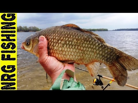 рыбалка 2017 новинки видео на карпа рыбалка 2017 новинки видео на карпа