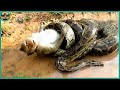 The Most Savage Moments Of Pythons Hunting And Eating Animals Alive