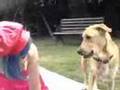Download A dog a lady and a bone twisted